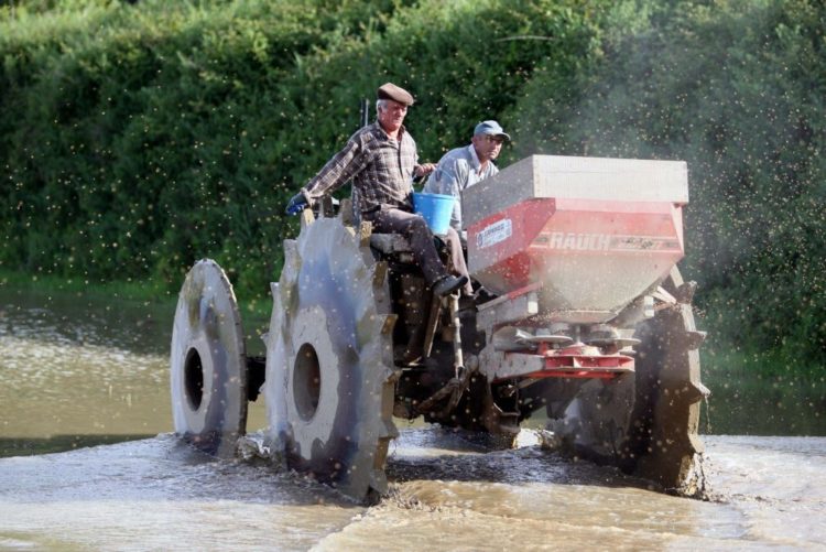 Resultado de imagem para Seca vai provocar quebra de 50% na produção de arroz no vale do Sado