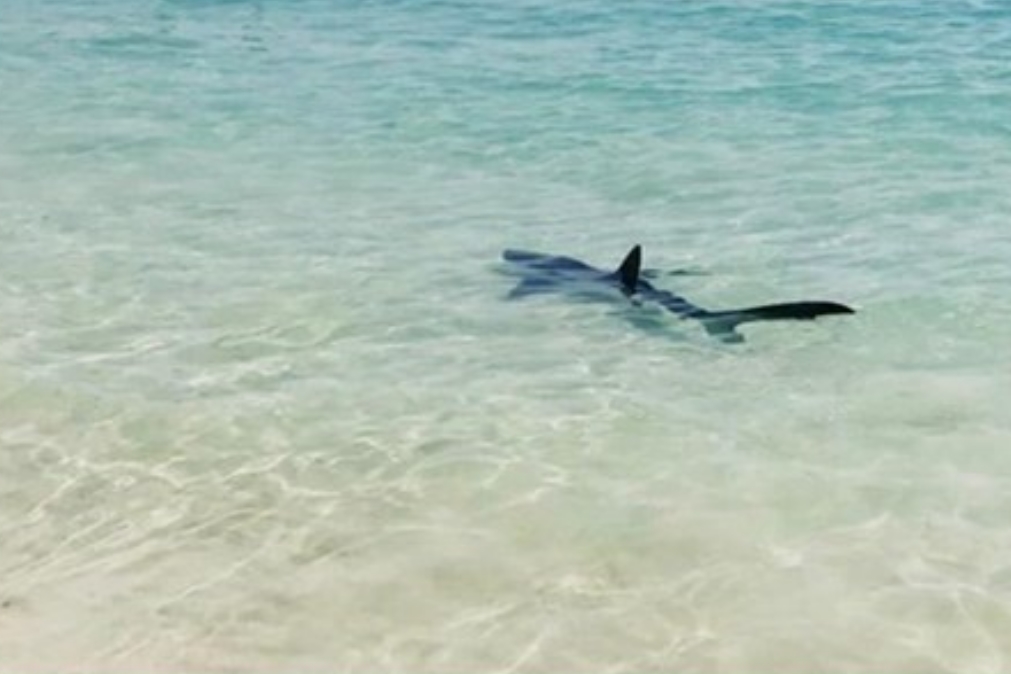 premium Human race Useless Tubarão filmado em praia portuguesa, mesmo junto ao areal (vídeo)