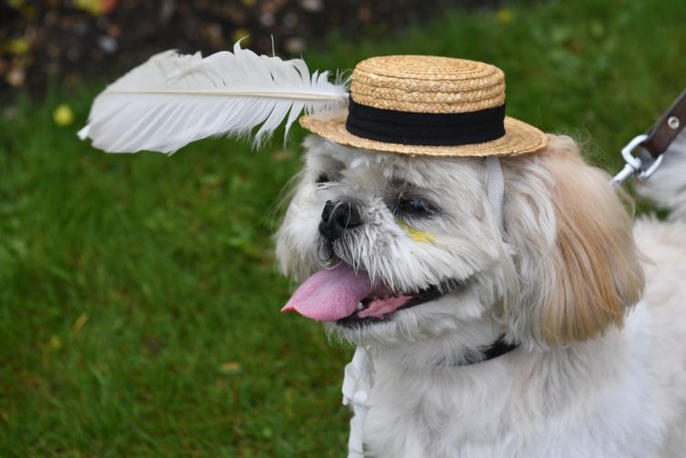 Resultado de imagem para Primeiro festival para cães em Portugal arranca sábado em Gaia