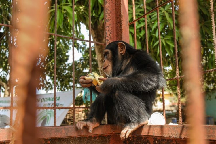 Resultado de imagem para CHIMPANZÉS GUINE BISSAU