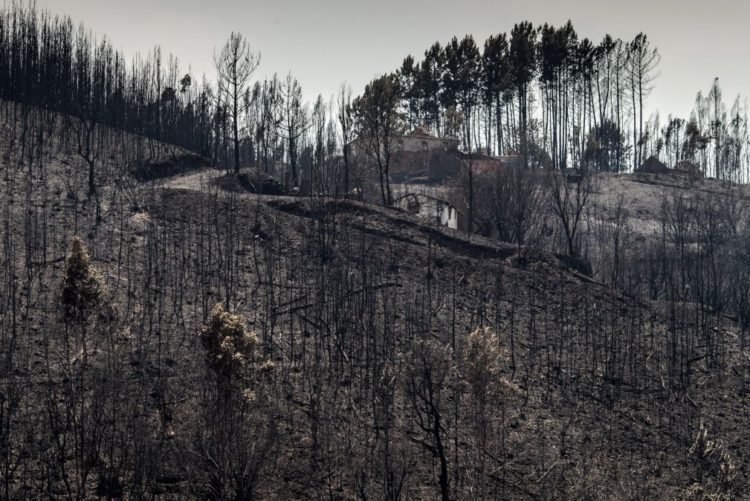 Resultado de imagem para Governo avança com sistema de cotação para travar preço da madeira queimada