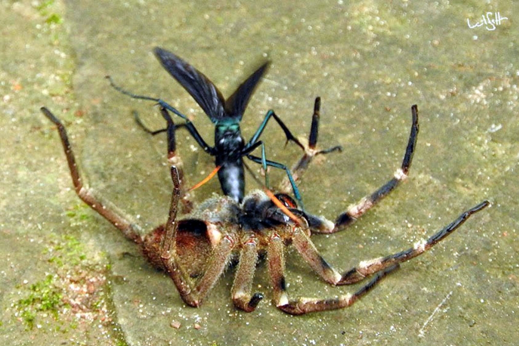 Biologia evolução e vida. - Tarantula Hawk: essa vespa quase do tamanho de  uma palma humana, tem a 2ª pior picada do mundo, ser picado por um bicho  desses pode proporcionar uma