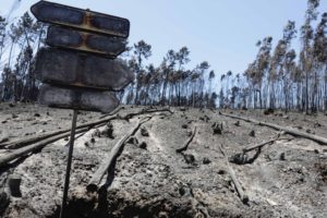 INCÊNDIOS: Vídeo amador mostra funcionários a despejar lixo em mata perto de escola