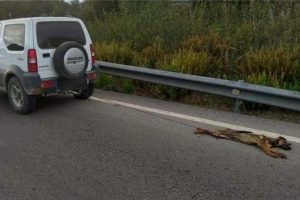 Detido por matar cão ao arrastá-lo vários quilómetros com o carro