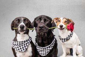 Os melhores presentes de Natal para o seu animal de estimação