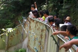 Turistas apedrejam panda num zoo porque ele estava a dormir [vídeo]