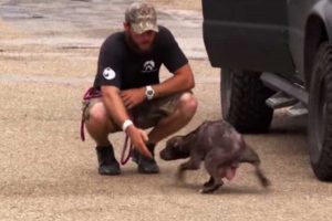 Pitbull abandonada pede ajuda para salvar os seus bebés [vídeo]