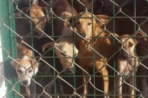 Cães encarcerados aguardam eletrocussão, em canil municipal de Cabo Verde