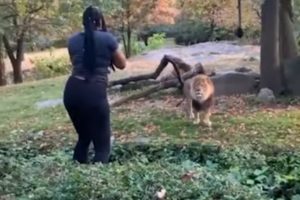 Mulher salta vedação de Jardim Zoológico e provoca leão [Vídeo]