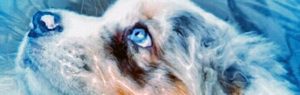 Covid-19: Morreu o primeiro cão diagnosticado com o novo coronavírus