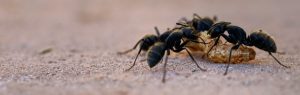 Como livrar-se das formigas sem matá-las: guia completo