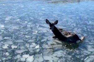 Pescadores resgatam veado bebé de lago congelado [vídeo]