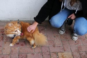 Parlamento açoriano aprova fim imediato de abate de animais de companhia