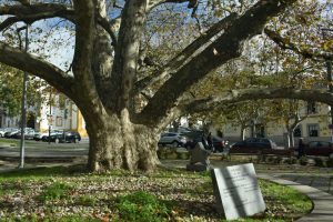 O "Plátano do Rossio, o Bem Amado" continua a pasmar admiradores, a ouvir desabafos de solitários e a inspirar artistas