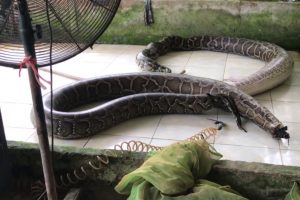 Cobras insufladas até à morte para artigos de luxo [imagens fortes]