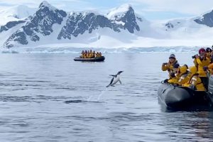 Pinguim salta para barco de turistas ao ser perseguido por baleias [vídeo]