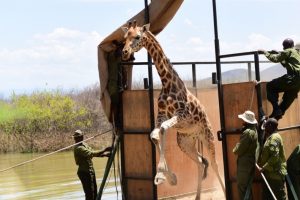 Girafa e cria salvas de ilha que está a afundar-se no Quénia [fotos]