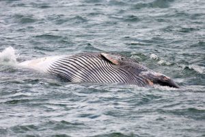 Condições de tempo desfavoráveis atrasam remoção de baleia encalhada no Algarve