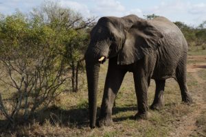 Caçadores ilegais atacados e mortos na África do Sul por elefantes