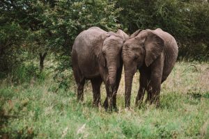 Caçadores ilegais atacados e mortos na África do Sul por elefantes