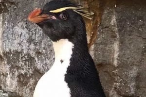 Pinguim com artrite recebe botas especiais para o ajudar a nadar
