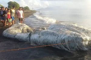 Os animais mais estranhos que já deram à costa