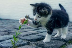 Pandemia provocou stress grave em gatos: saiba como ajudá-los