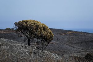 Quase 80 municípios em risco máximo de incêndio