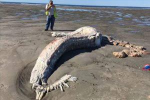 Os animais mais estranhos que já deram à costa