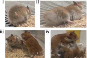 Experiência genética deixa hamsters com comportamento extremamente agressivo