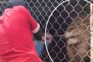 Vídeo mostra leão a arrancar dedo de tratador em jardim zoológico