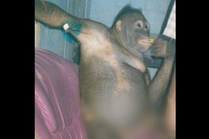 Pony, a orangotango que foi prostituída e violada durante anos