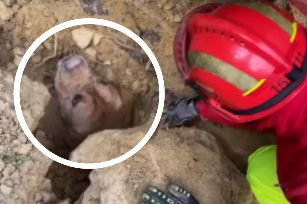 Bombeiros da Trafaria salvam cão enterrado em escombros [vídeo]