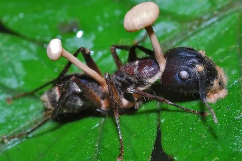 Ophiocordyceps sinensis é um parente de um fungo que parasita formigas, o Ophiocordyceps laralis. Ele se desenvolve dentro delas e depois as controla, transformando-as em verdadeiros zumbis