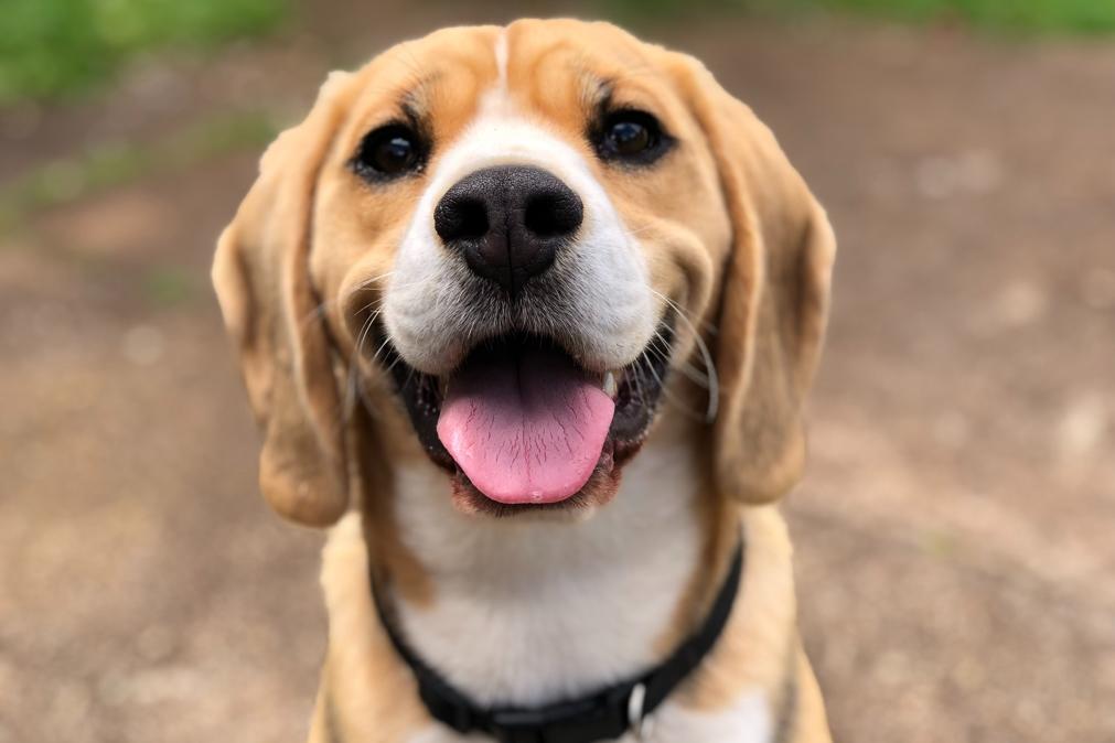 Como medir a idade dos cães e saber quanto tempo eles vivem