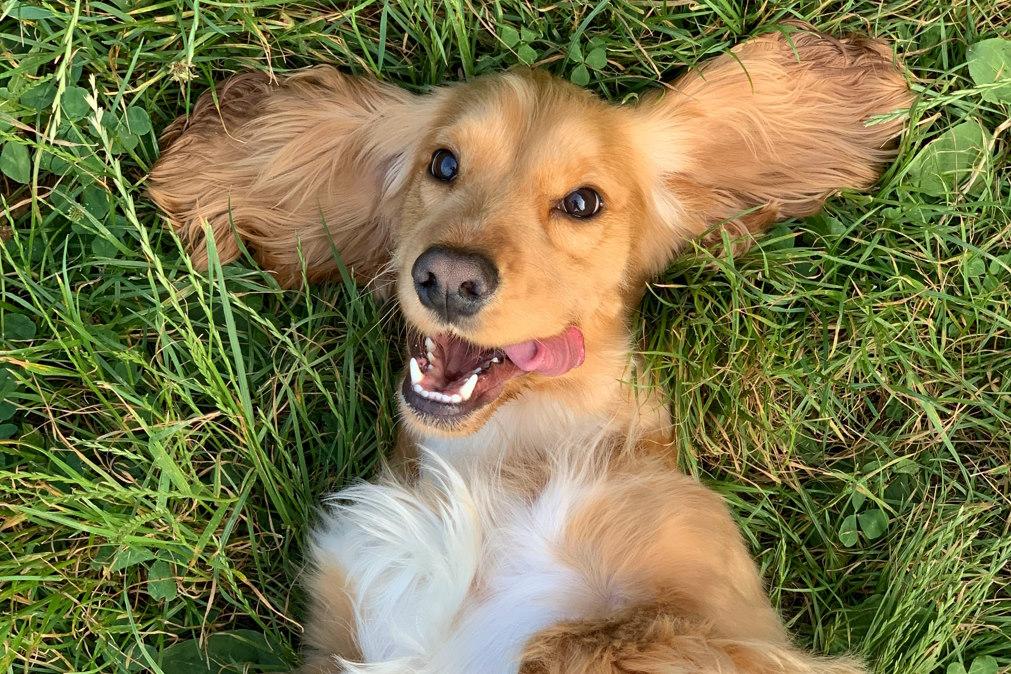 Como medir a idade dos cães e saber quanto tempo eles vivem