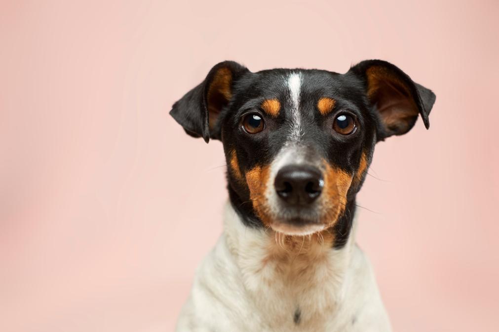 Como medir a idade dos cães e saber quanto tempo eles vivem