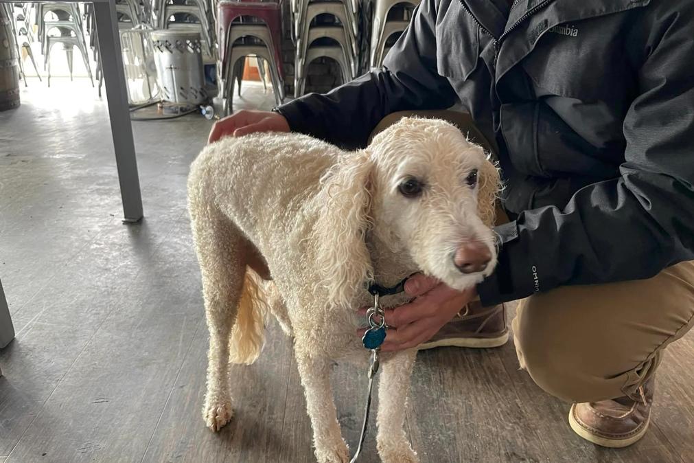 Adolescente salva cão e idoso de 83 que caíram em lago congelado