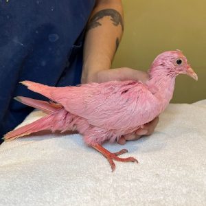 Pombo encontrado em estado crítico após ser pintado de rosa para um chá de bebé