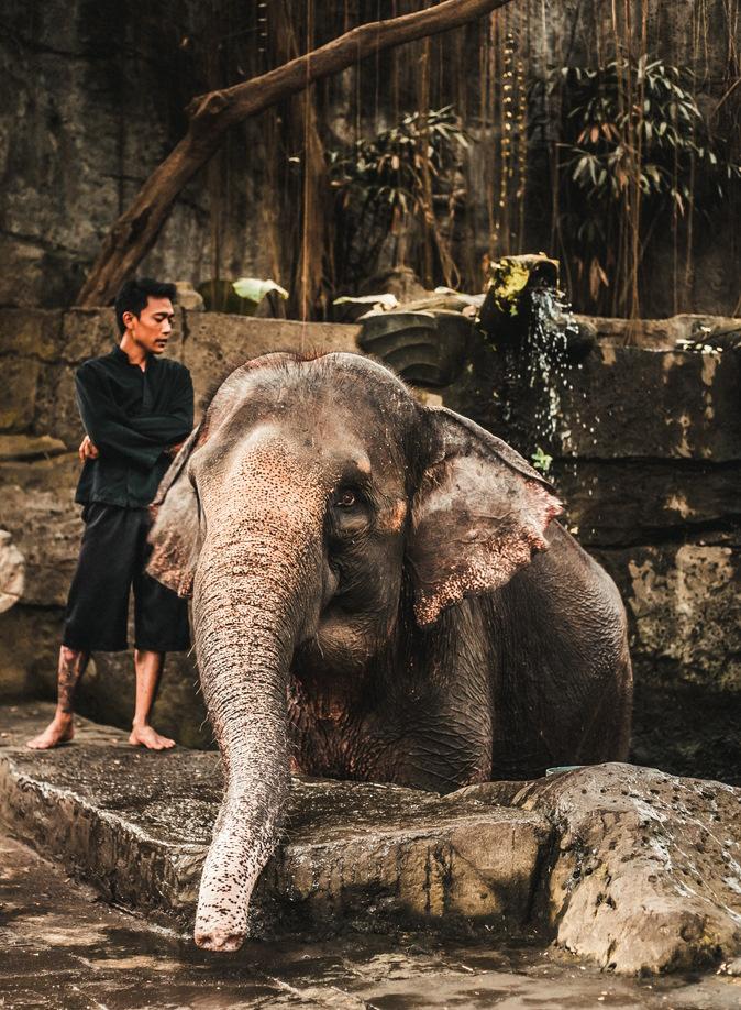 Expansão da agricultura e desflorestação contribuem para a perda dramática de habitat do elefante asiático