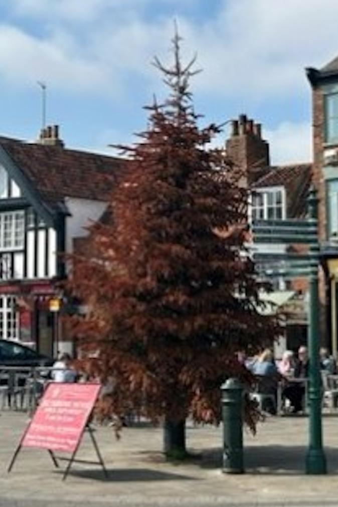 Pequena vila mantém árvore de Natal por causa de um pombo
