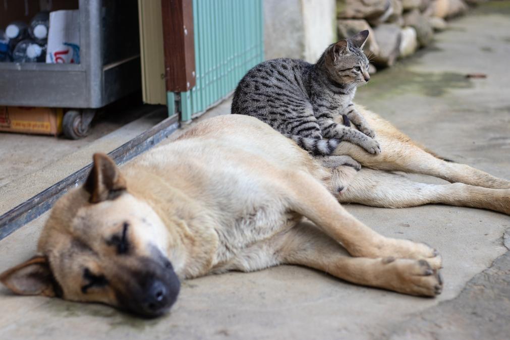 Número de países em que cães ou gatos são mais populares são muito semelhantes