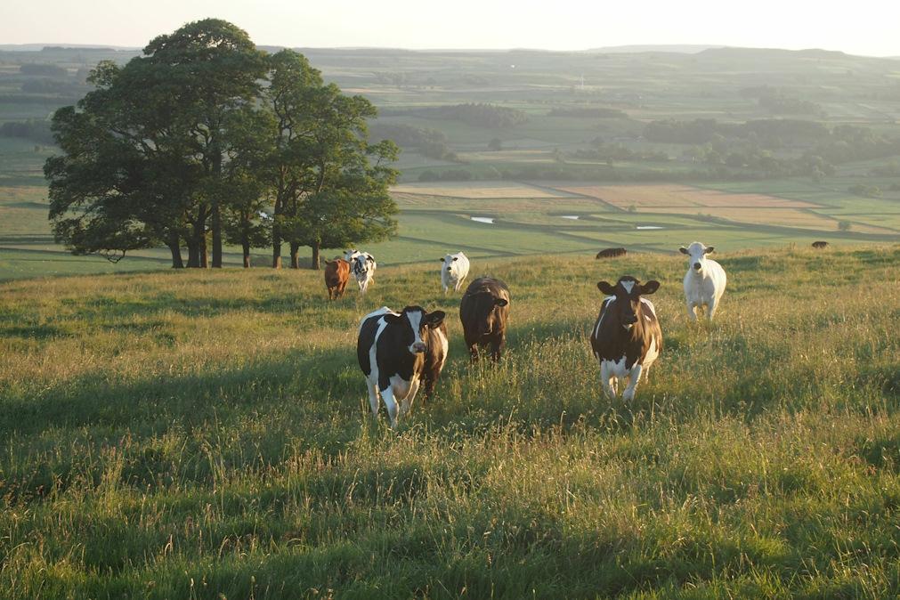 Quantidade de 'água azul' necessária para colocar a carne no nosso prato depende, "da dieta do animal e do sistema que a produziu"