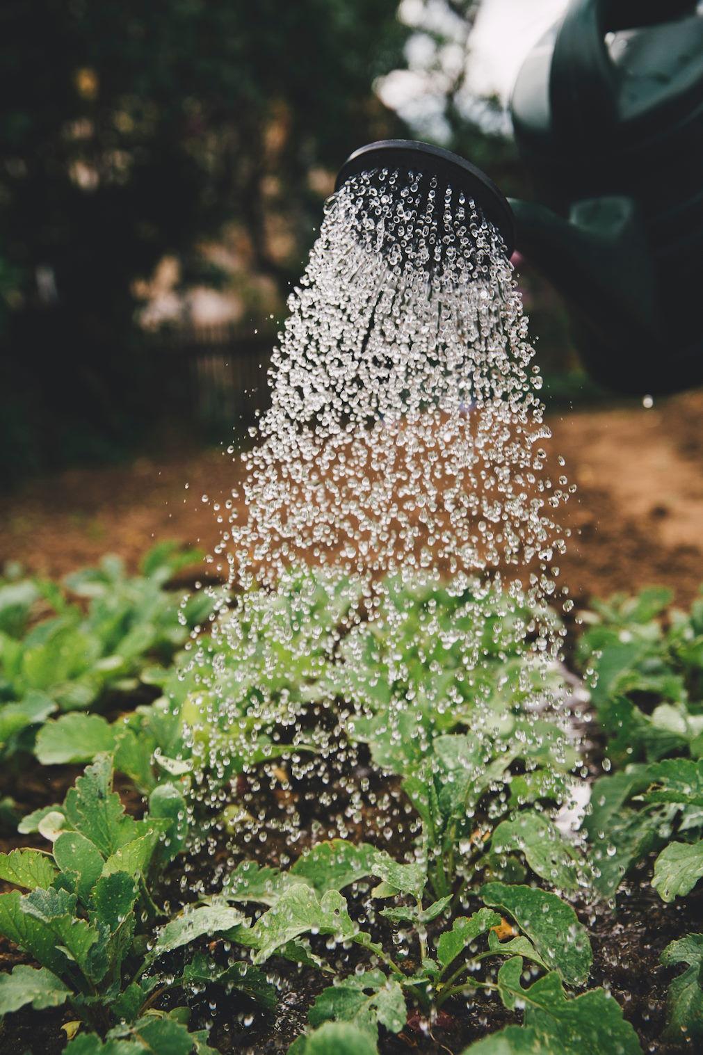 "A água azul pode ser usada para irrigar plantas, erva ou outras culturas alimentares