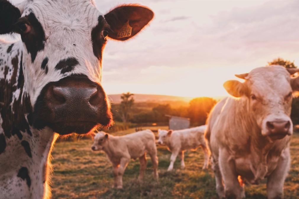 Os 33 litros de água doce necessários para produzir uma porção de carne bovina são "muito menos do que os 73 litros usados ​​para produzir um abacate