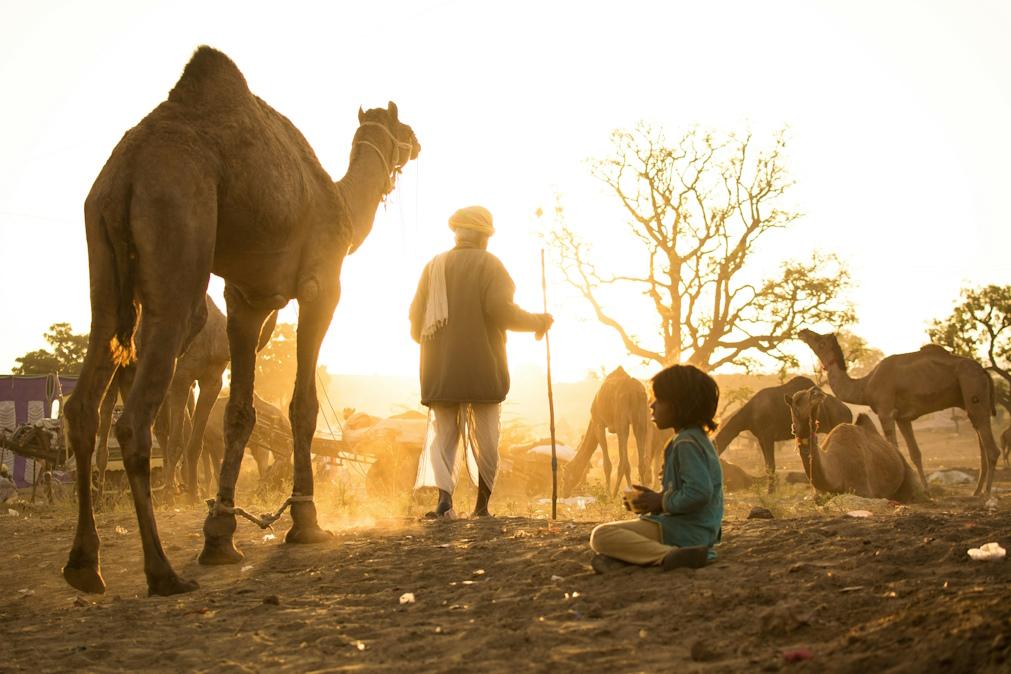 Pequenos produtores receiam adoção de um modelo industrializado de criação de camelos que seja “dependente de combustíveis fósseis, fatores de produção químicos e alimentos importados”