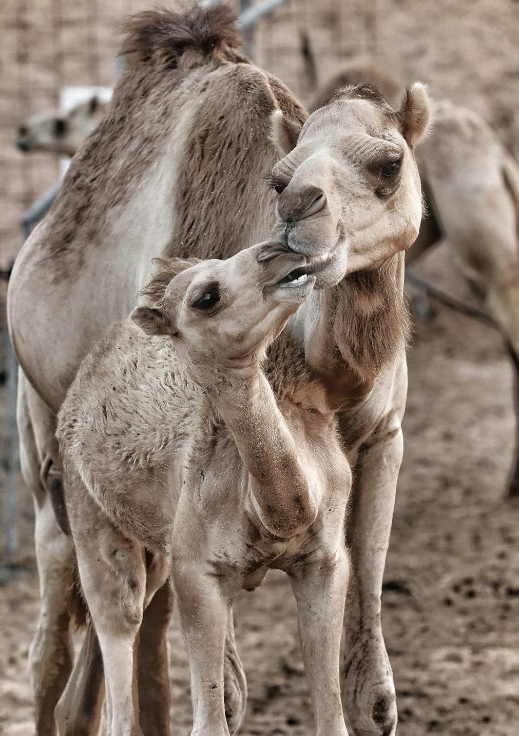 O leite de camelo é rico em vitamina C quando fresco e também tem baixo teor de gordura