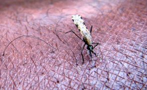 Surto da dengue em São Tomé e Príncipe regista um óbito e cerca de 800 casos