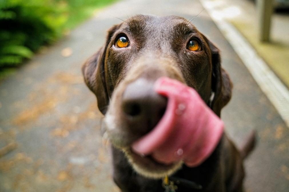 Por que é que os cães desenvolvem cancro no nariz e as cadelas não?