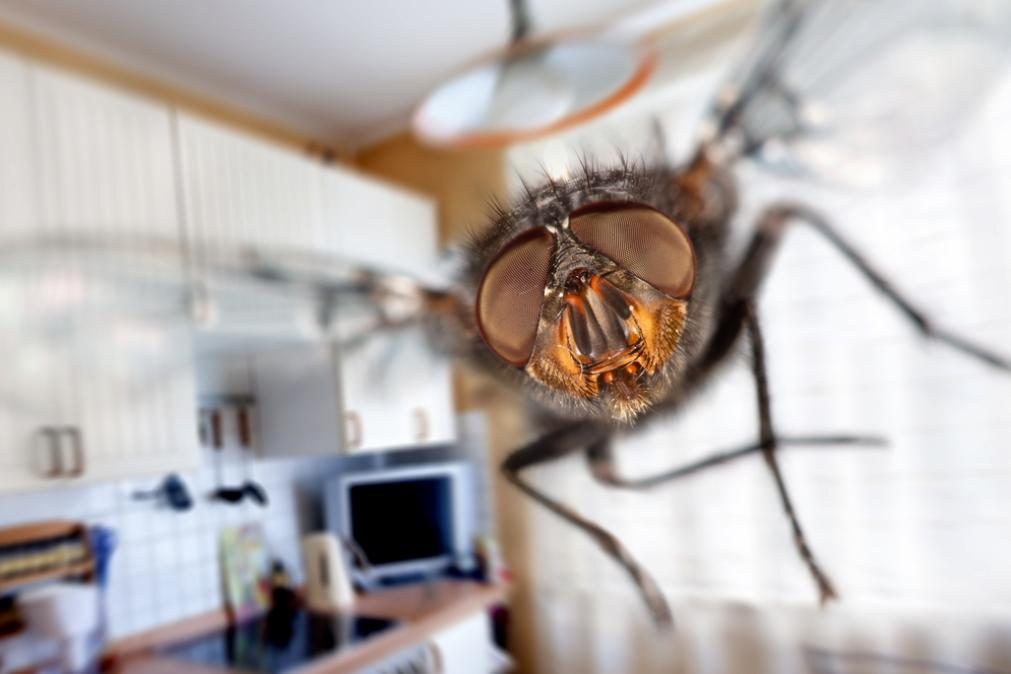 Esta planta é infalível para afastar as moscas da sua casa